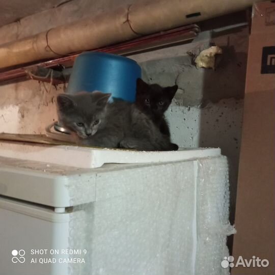 Котята ищут дом