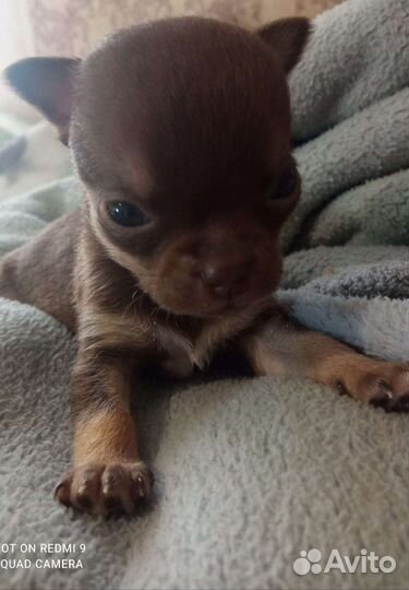 Щенки чихуахуа