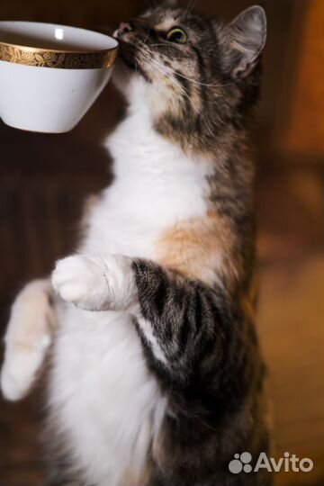 Кошка в добрые руки