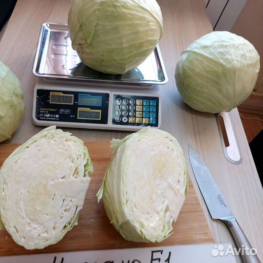 Семена капусты