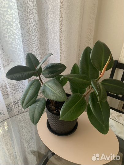 Фикус каучуконосный