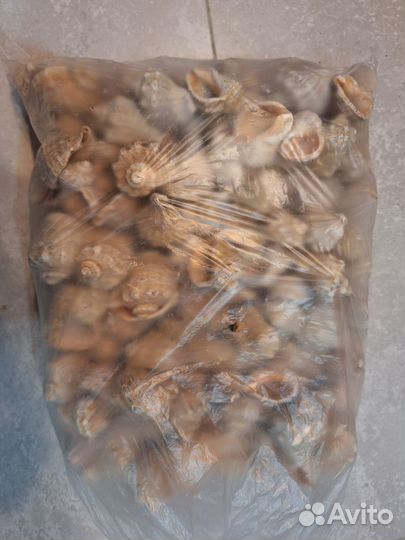 Ракушки, рапаны около 5 кг