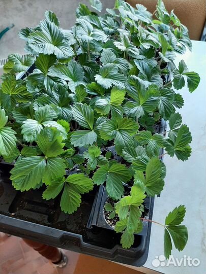 Рассада земляники ремонтантной