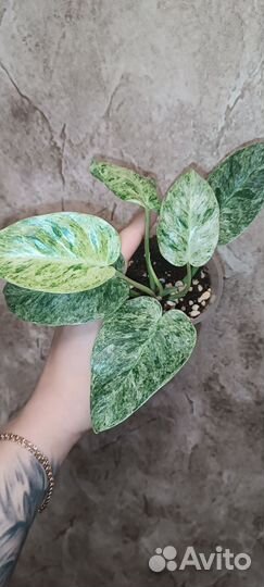 Филодендрон гигантум близзард