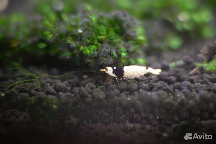 Креветки каридины чёрный кристалл