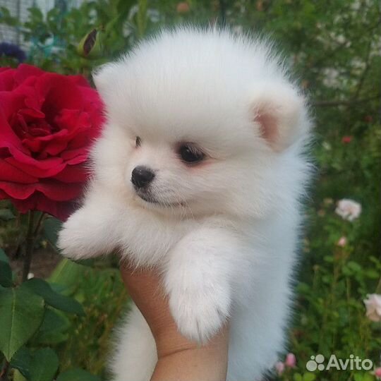 Померанская mini девочка