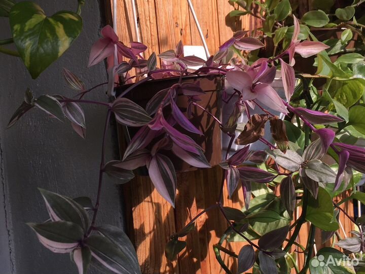 Сциндапсус и др