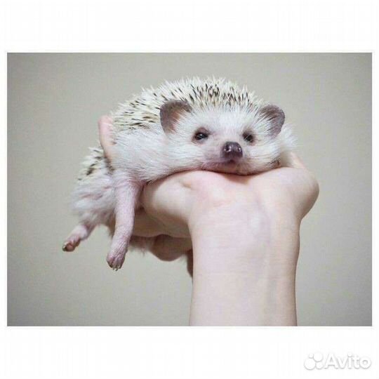 Африканский ежик