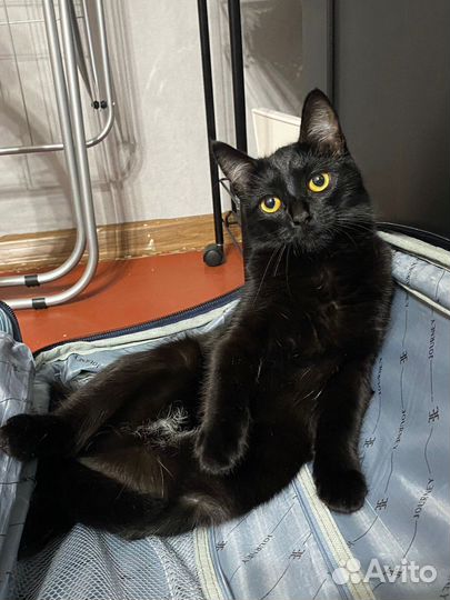 Кошка в дар бесплатно