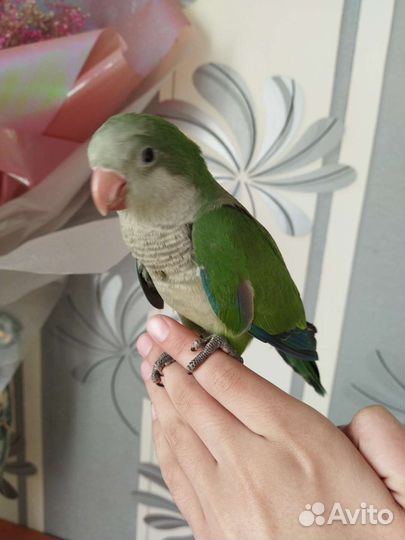 Ручной монах