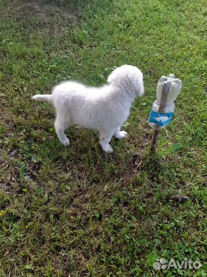 Маремма абруцкая