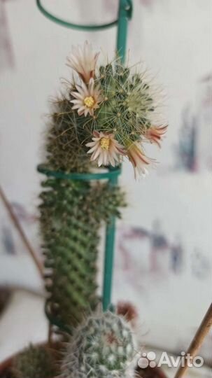 Комнатные цветы