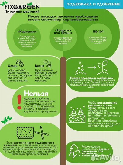 Сирень престона роялти Высота от 50см