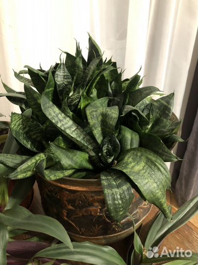 Сансевиерия/ослиные уши/отросток