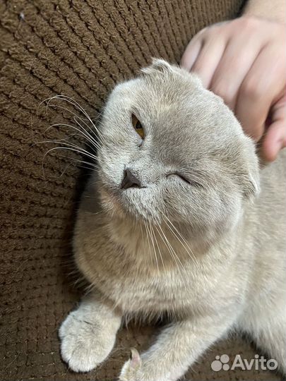 Кошка шотландская вислоухая