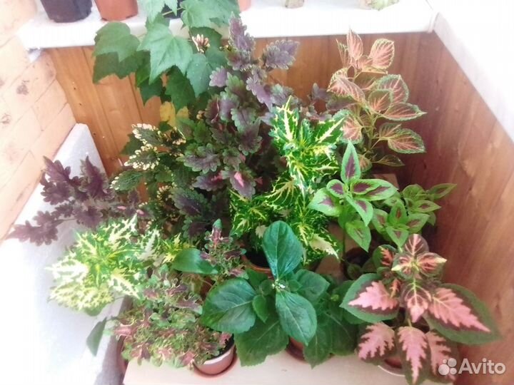 Колеусы, стрептокарпусы, оксалис, гуэрния