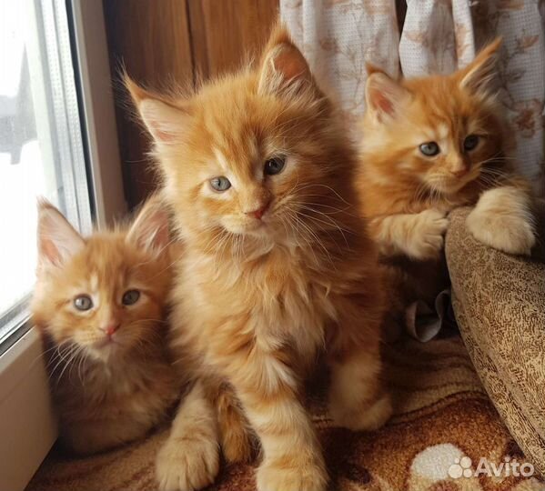 Котята Мейн-кун с родословной