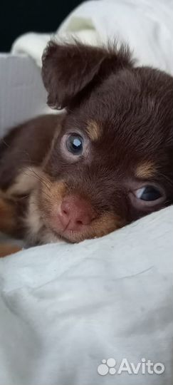 Мини той-терьер щенки