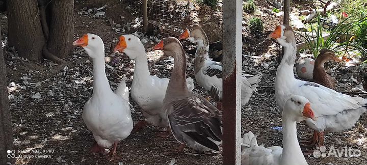 Гусыни благоварский Холмогор на племя