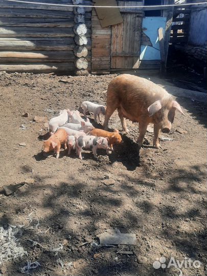 Поросята