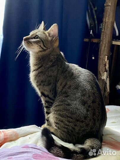 Васёк ищет дом