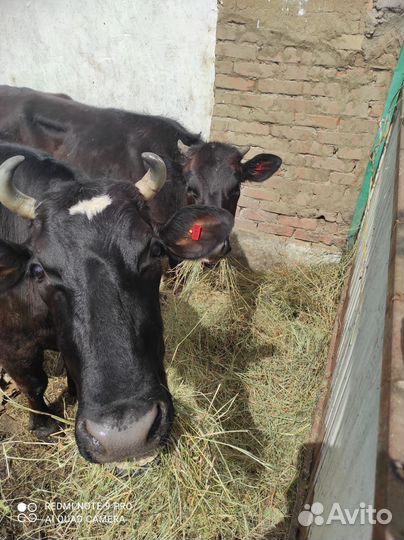 Корова телка