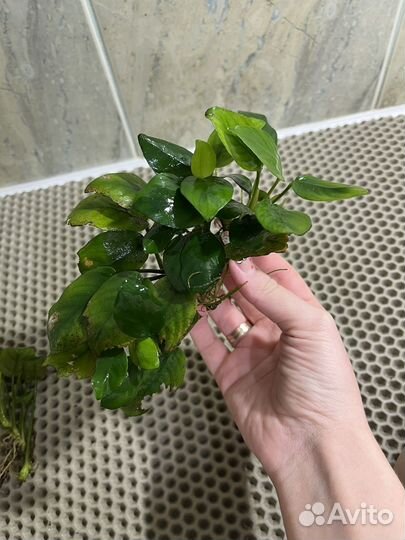 Аквариумные растения