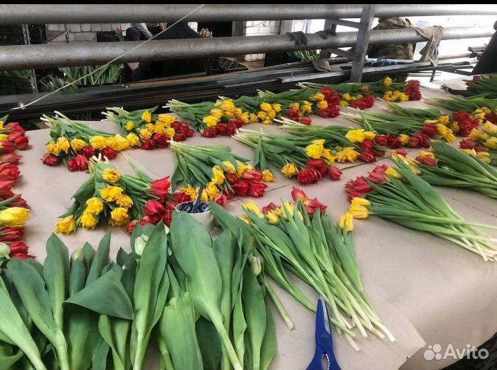 Луковица тюльпанов оптом 12;14+для выгонки