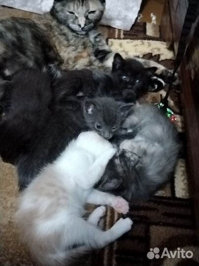 Отдам славных котят)