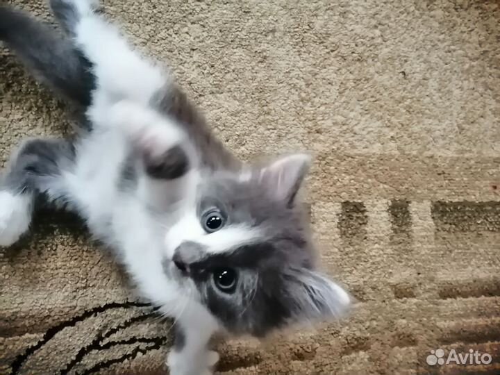 Котенок - мальчик