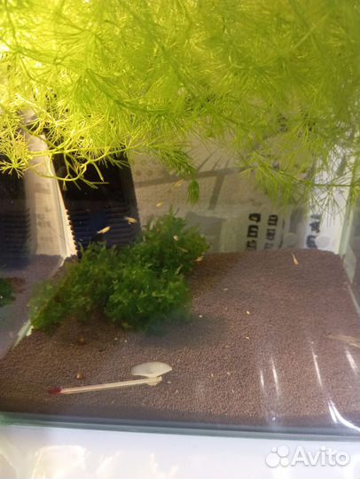 Мальки рыбок гуппи