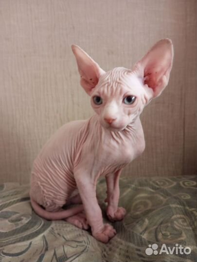 Канадский сфинкс