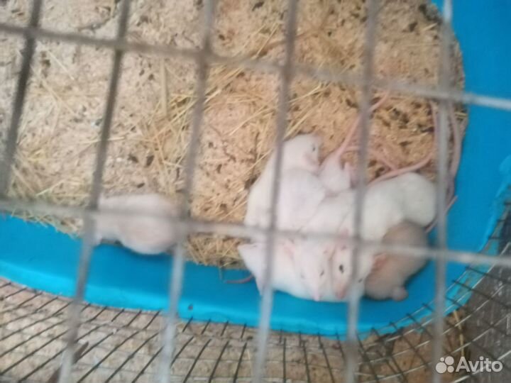 Крысята дамбо