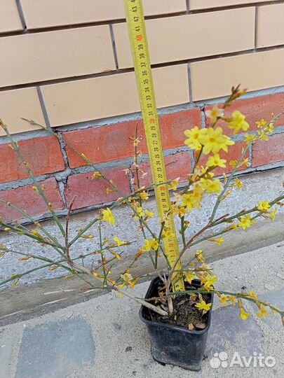 Жасмин голоцветковый,Пираканта оранжевая и красная