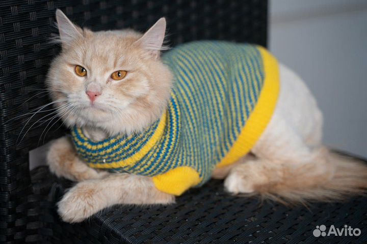 Кот Тедди добрые руки