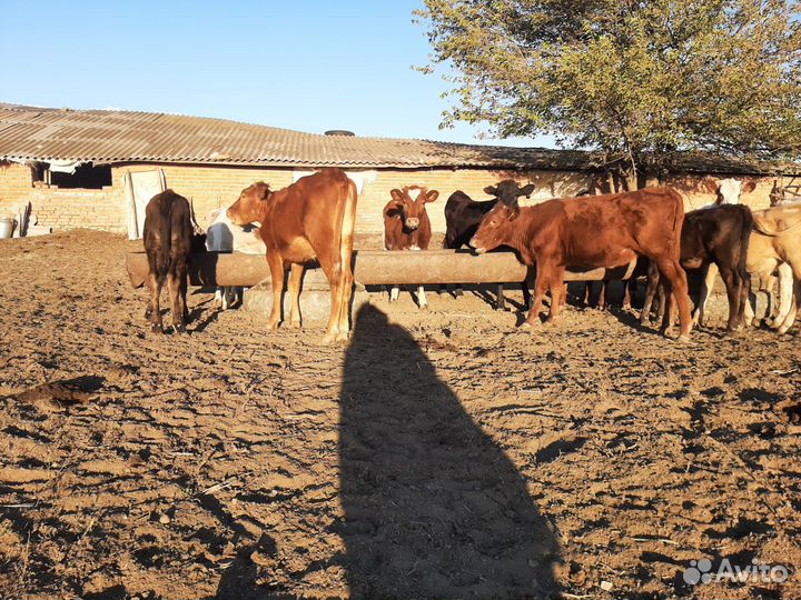 Телята(тёлки)