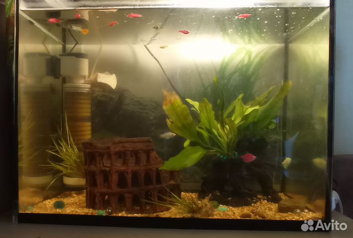 Аквариум с рыбками всё включено