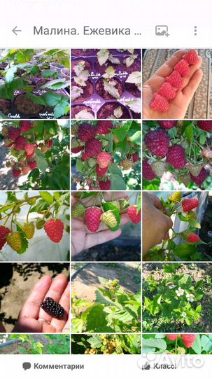 Малина ремонтантная