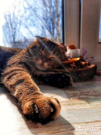 Кошка кот в добрые руки