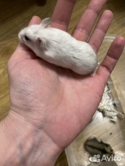 Джунгарский хомяк (питомник янтарный хомяк)