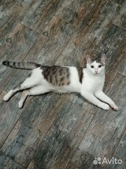 Котик игрун