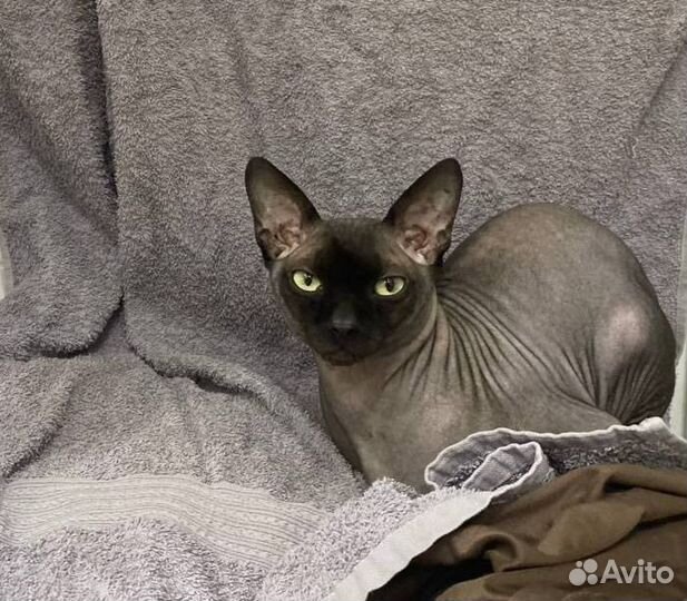 Канадский сфинкс вязка