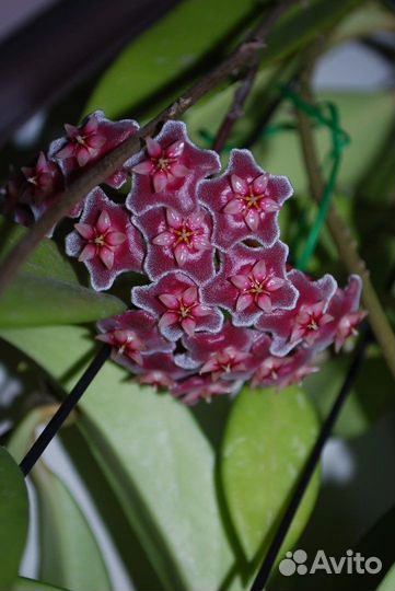 Хойя пубикаликс H.Pubicalyx