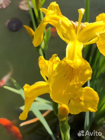 Растение для пруда