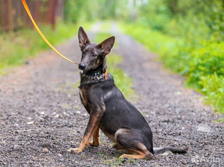 Щенок в добрые руки