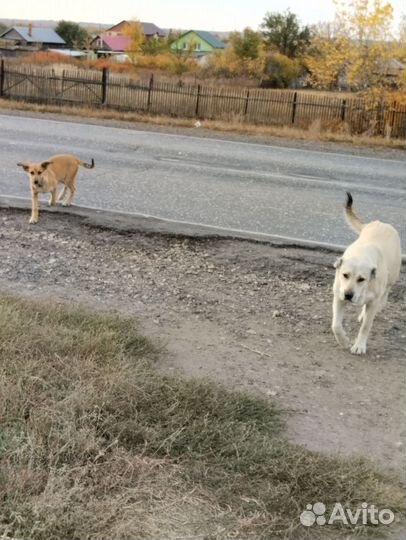 Щенок в добрые руки бесплатно