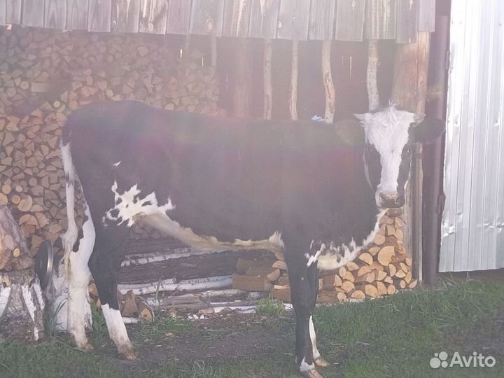 Телки стельные