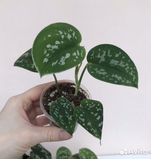 Сциндапсус пиктус аргиреус комнатные