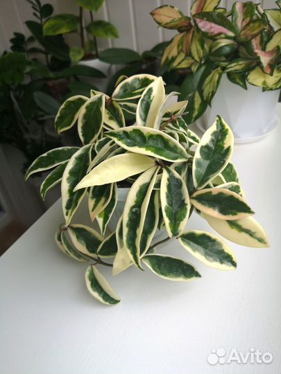 Хойя Белла Луис Буис, Aн-074, Лиза, Акута 997