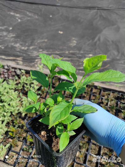 Растения саженцы